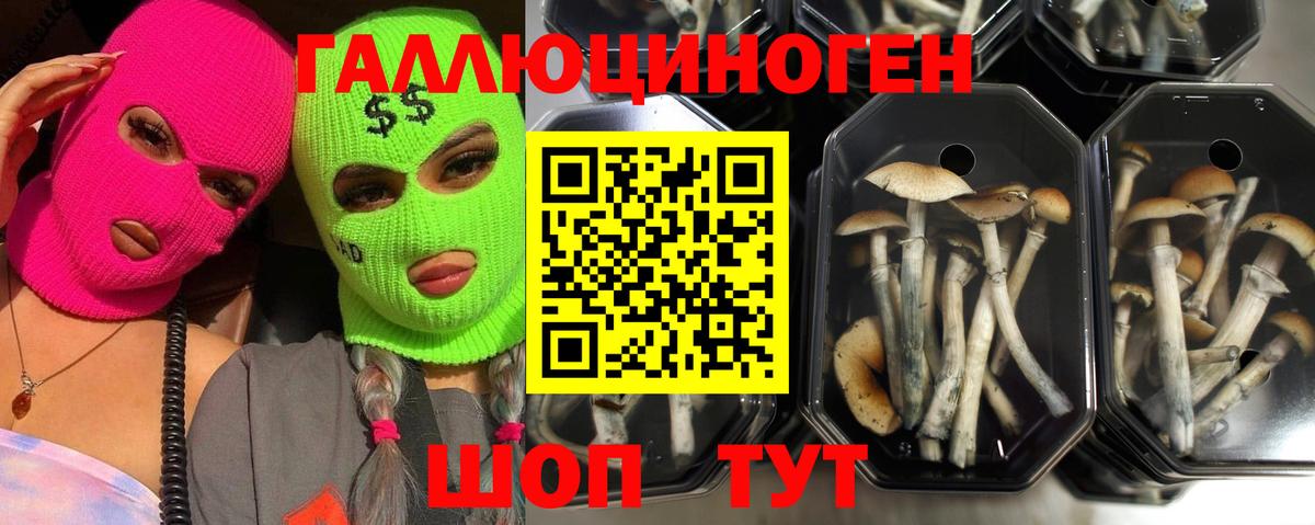 где купить наркоту  Псилоцибиновые грибы Psilocybe  Вход с VPN  Белогорск 